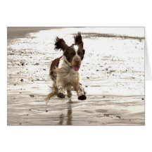 Charlie The Springer! Greeting Card