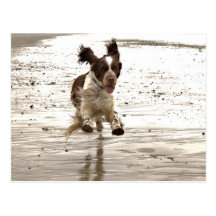 Charlie The Springer Post Cards