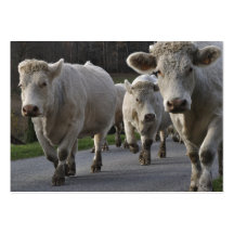 Charolais beef cattle business card
