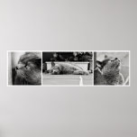 Chartreux cats - poster