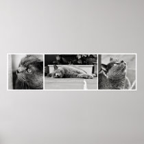 Chartreux cats - poster