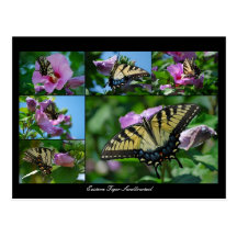 Chasing Butterflies Post Card