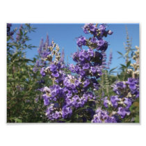 Chaste Tree Purple Flowers Art Photo