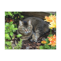 Chat 32x22 de jardin toiles tendues