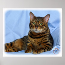 Chat 9W052D-018 du Bengale Posters