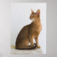 Chat abyssinien posters