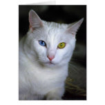Chat angora turc avec les yeux mal adaptés carte de vœux