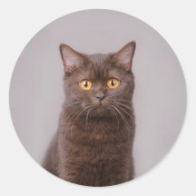 Chat britannique de shorthair autocollant rond
