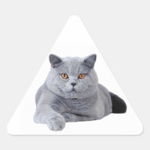 Chat britannique de shorthair sticker en triangle