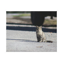 Chat d'allée impressions sur toile