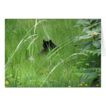 Chat dans l'herbe carte de vœux