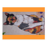 chat de calicot cartes postales