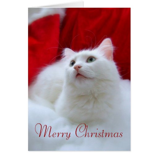 Chat de Noël Cartes