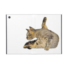 Chat du Bengale