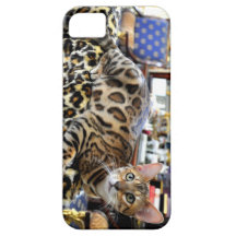 chat exotique du Bengale du cas iPhone5 \ Coque iPhone 5