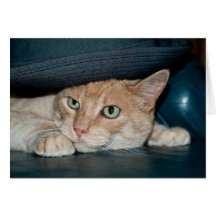 Chat frais de classique carte de vœux