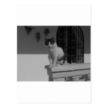 Chat mignon cartes postales