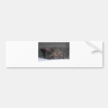 Chat mignon de sommeil adhésifs pour voiture