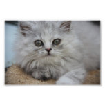 Chat mignon Pepe photographie