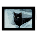Chat noir toute la carte d'occasion