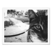 Chat tigré anonyme "1962 " de photo