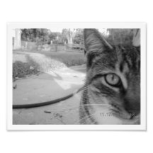 Chat tigré anonyme de photo "mono "