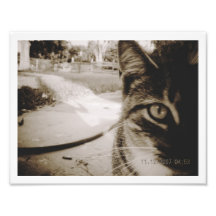Chat tigré anonyme "Italiano " de photo