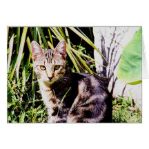 Chat tigré dans le jardin carte