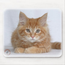 Chaton 9Y226D-373a de ragondin du Maine Tapis De Souris