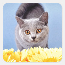 Chaton bleu autocollant