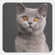 Chaton britannique de Shorthair (3 mois) Autocollants Carrés
