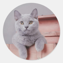 Chaton britannique de shorthair adhésif