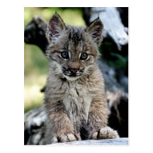 Chaton de Lynx de Canadien Carte Postale