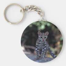 Chaton de Margay (wiedi de Felis) dans l'arbre Porte-clés