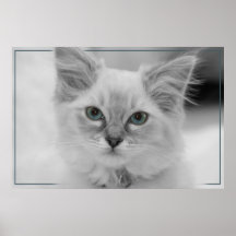 chaton de ragdoll affiches