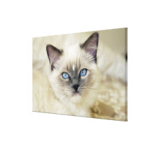 Chaton de Ragdoll Toile Tendue
