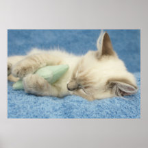 chaton dormant avec l'affiche de jouet