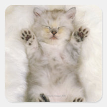 Chaton dormant sur un tapis pelucheux blanc, haut adhésif