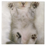 Chaton dormant sur un tapis pelucheux blanc, haut carreaux