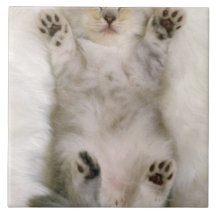 Chaton dormant sur un tapis pelucheux blanc, haut carreaux
