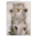 Chaton dormant sur un tapis pelucheux blanc, haut cartes de vœux