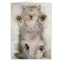 Chaton dormant sur un tapis pelucheux blanc, haut cartes de vœux