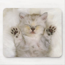 Chaton dormant sur un tapis pelucheux blanc, haut tapis de souris