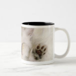 Chaton dormant sur un tapis pelucheux blanc, haut tasse à café
