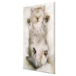 Chaton dormant sur un tapis pelucheux blanc, haut toiles tendues