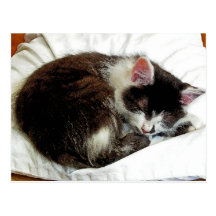 Chaton endormi sur l'édredon blanc cartes postales