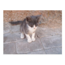 Chaton mignon cartes postales