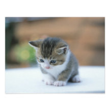 Chaton mignon cartons d'invitation