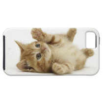 Chaton mignon coques case-mate