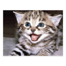 Chaton mignon faire-parts